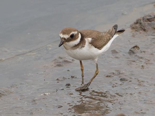 Common ringed plover (Charadrius hiaticula)
